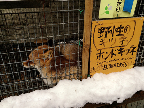 fox_4