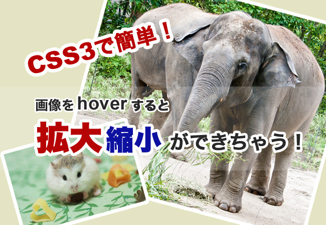 CSS3で簡単！hoverすると画像の拡大・縮小ができちゃう！