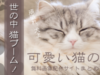 世の中、猫ブーム！可愛い猫の無料画像配布サイトまとめ